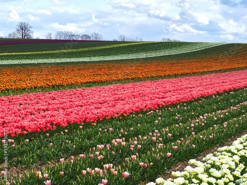 Sea of       flowers from colorful blooming tulips with waves