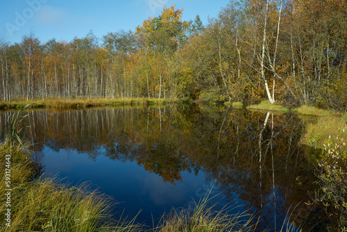 Autumn nature is reflected in water of forest small lake  nature of Northern Europe  Karelia.