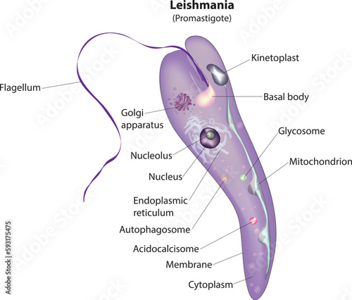 Leishmania Promastigote stage