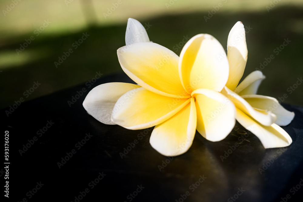 Fototapeta premium Beautiful view of Prangipani flower. Good for background. Close up photo