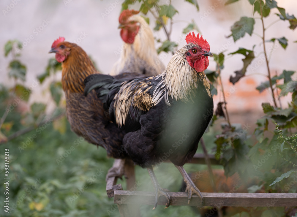 Fototapeta premium beautiful chickens and roosters outdoors in the yard.