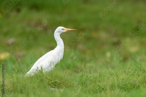 Close-up of a walking cattle egret (bubulcus ibis) with green background