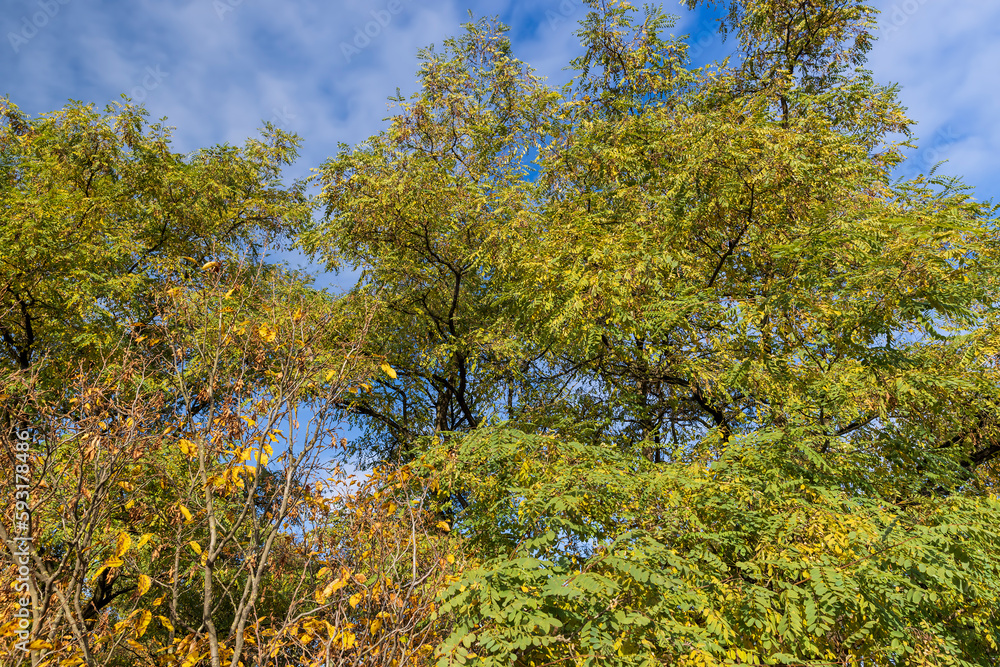 Mixed forest in the autumn season with different deciduous trees Mixed forest in the autumn season with different deciduous trees
