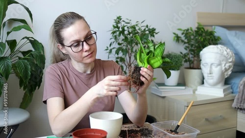 A woman examines healthy sansevieria roots taken from a brown pot. Spring Houseplant Care, repotting houseplants. photo