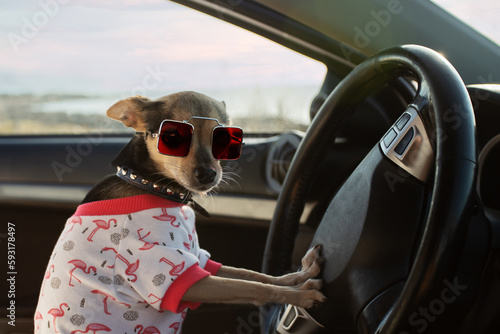 funny dog in sunglasses and a t-shirt driving a car, travel with pets, holidays and tourism, summer road trip © yta