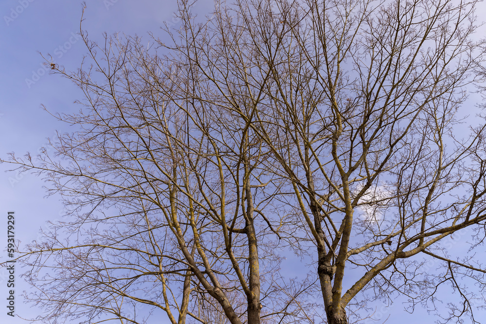 Obraz premium Bare trees in sunny spring weather, bare deciduous trees