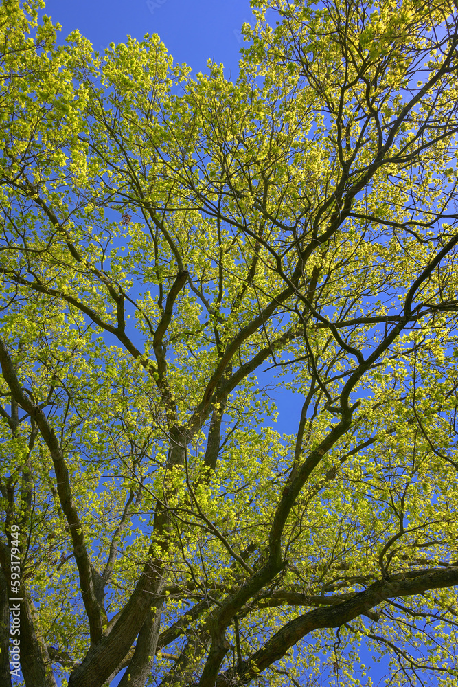 spring tree with young fresh leaves
