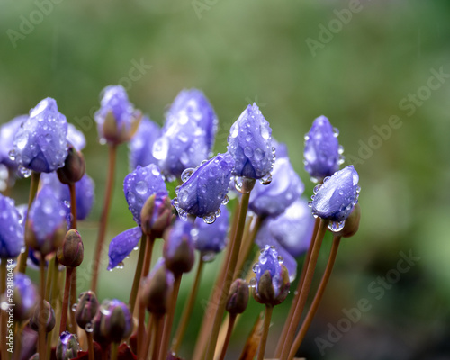 雨の日のタツタソウのつぼみ / Jeffersonia dubia buds on a rainy day photo