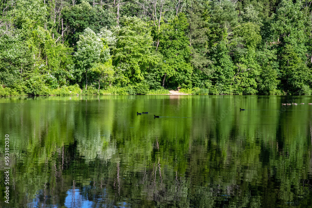 Green woodland trees reflected in lake with ducks Green woodland trees reflected in lake with ducks