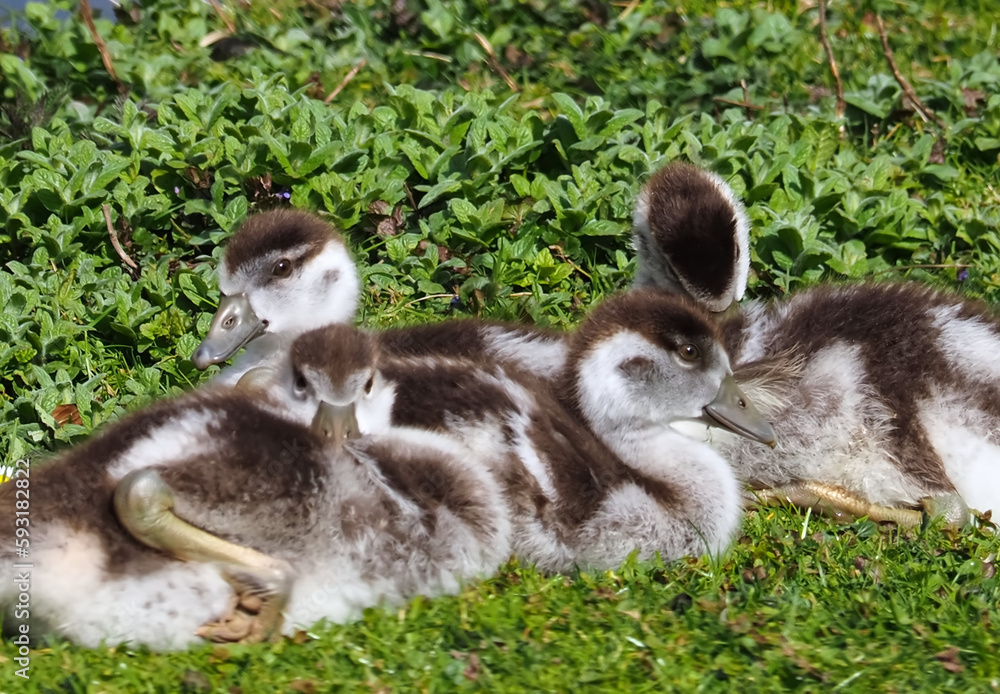 Cute Egyptian goose family with chicks on a meadow Cute Egyptian goose family with chicks on a meadow