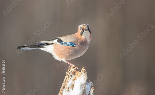 Eurasian Jay - in early spring at the wet forest