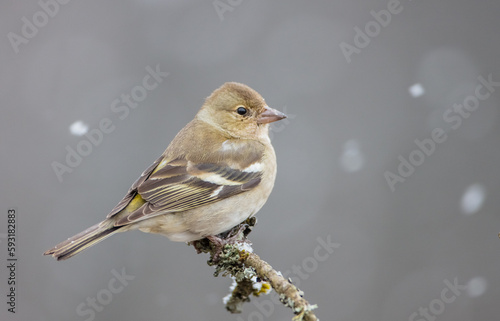 Common chaffinch - female in early spring at a wet forest