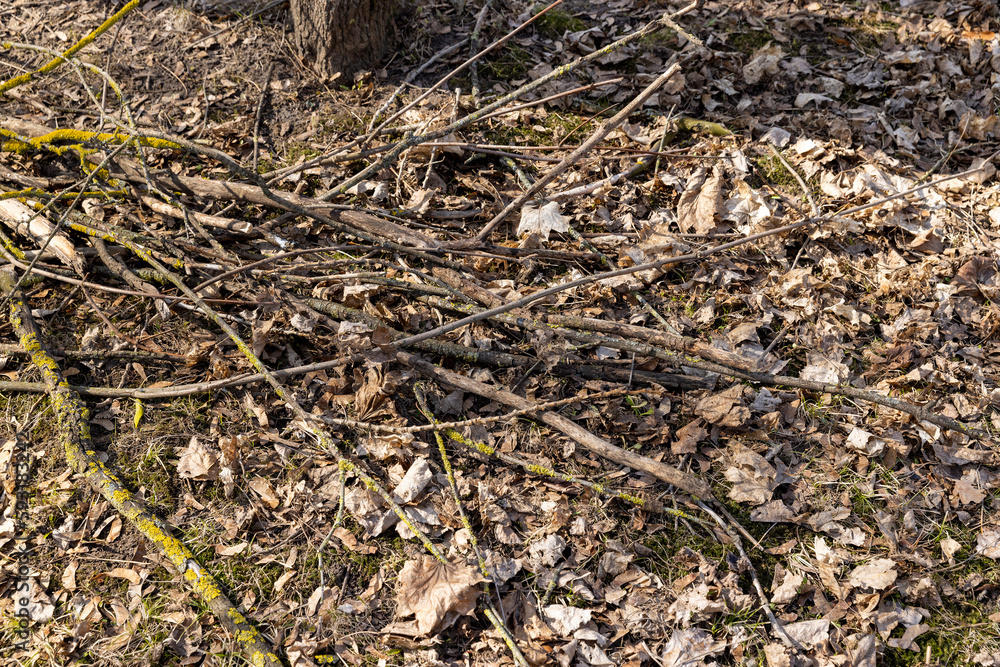 dry tree branches that can be used for ignition