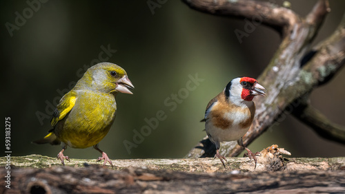 European greenfinch and European goldfinch
