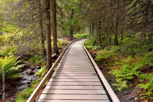 wooden footpath crossing a forest in a sweden national park.