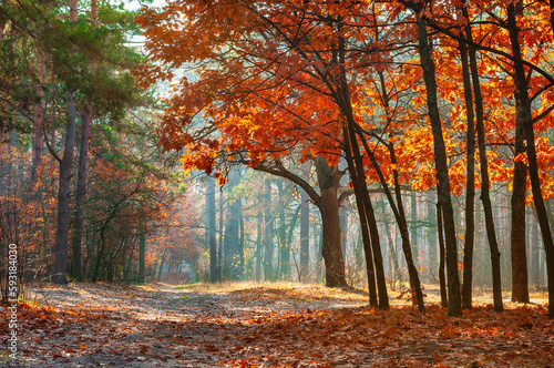 Scenic autumn forest.