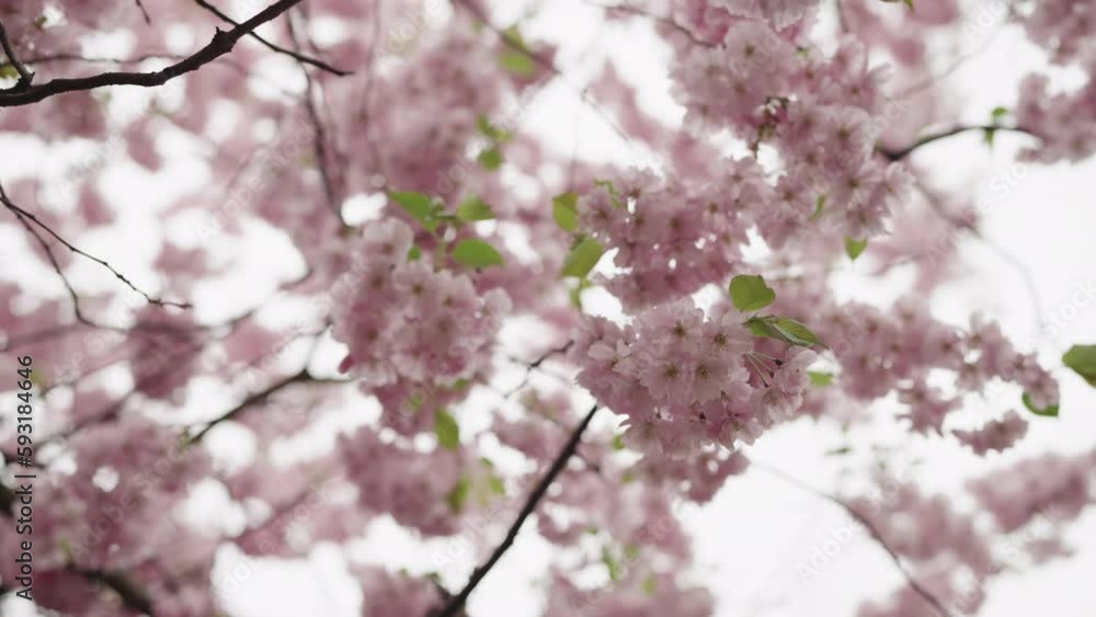 Slow motion handheld shot of cherry blossom Slow motion handheld shot of cherry blossom