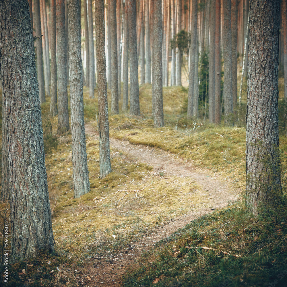 Obraz premium trail in the forest