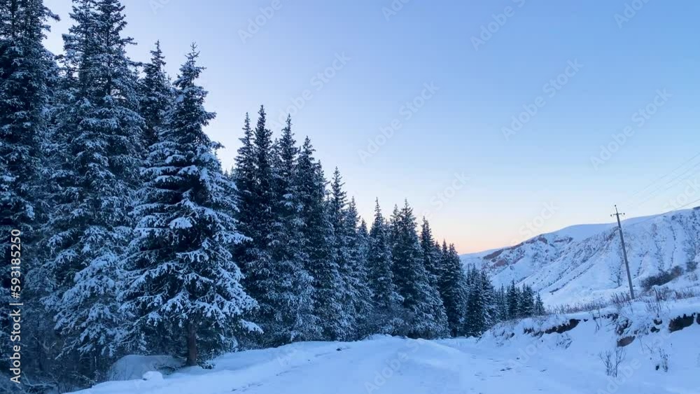 Snowy fir trees during winter Snowy fir trees during winter