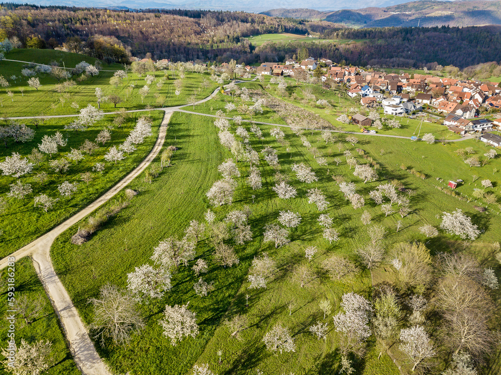Aerial view of the Swiss village Nuglar with blooming orchard garden over the hill in the late afternoon sun