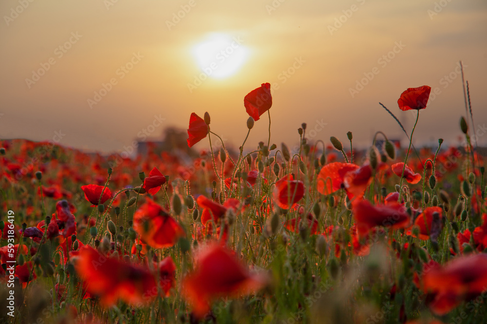 Obraz premium Field of poppies selective focus. Nature summer wild flowers. Vivid red flower poppies plant. Buds of wildflowers. Poppy blossom background. Floral botanical mood. Leaf and bush poppy flower. Sky
