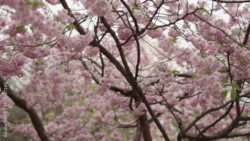 Slow motion handheld shot of cherry blossom with falling petals Slow motion handheld shot of cherry blossom with falling petals