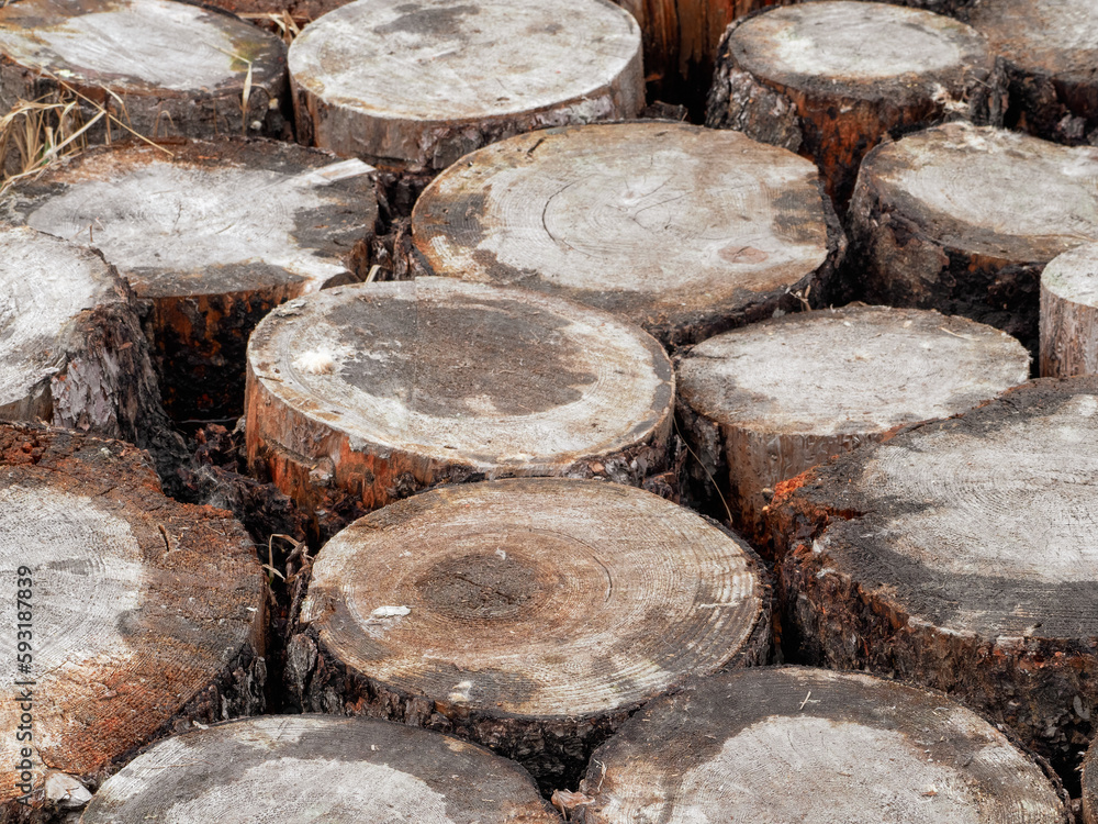 flooring made of logs of felled trees, an uneven floor made of the ends of cut logs of wood flooring made of logs of felled trees, an uneven floor made of the ends of cut logs of wood