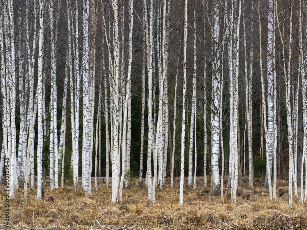 Autumn birch trees growing in lines with naked branches on a dark forest background.