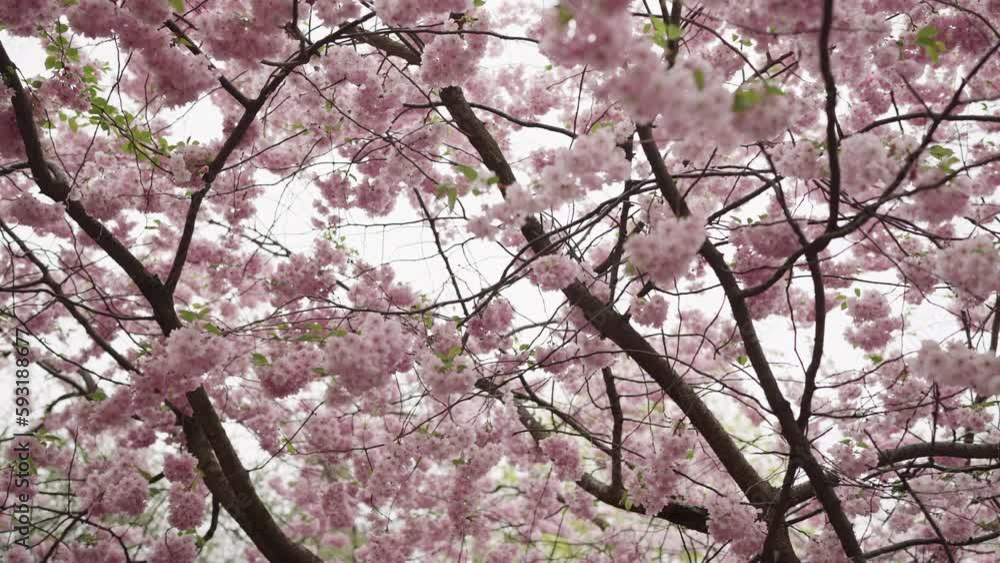 Slow motion handheld shot of cherry blossom with falling petals