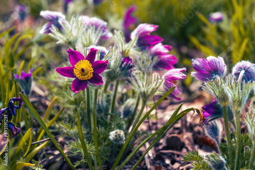 Kuhschellen im Frühling