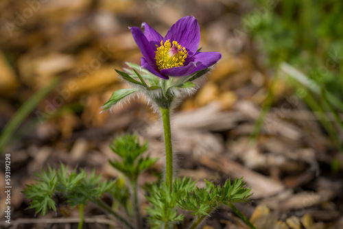 Kuhschelle im Frühling