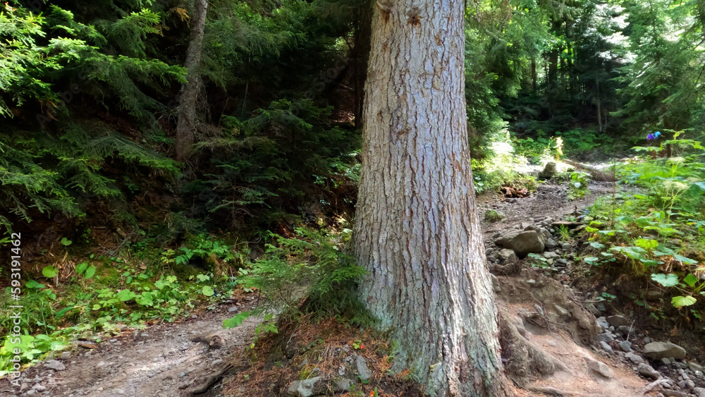 wild green forest in mountain ridge - touristic ground pathway - photo of nature wild green forest in mountain ridge - touristic ground pathway - photo of nature