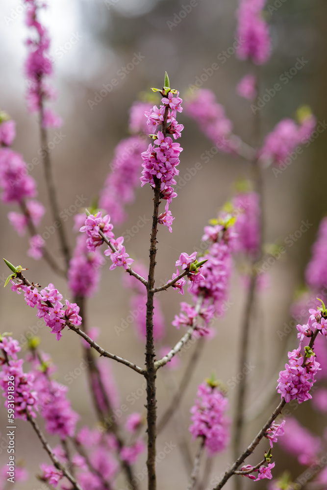 Fototapeta premium Blossom of Daphne mezereum (Ordinary wolfberry , or deadly wolfberry , or common wolfberry , or Wolf's bast , or Wolf berries, or Plokhovets , or Pukhlyak ) in early spring