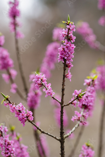 Blossom of Daphne mezereum  Ordinary wolfberry   or deadly wolfberry   or common wolfberry   or Wolf s bast   or Wolf berries  or Plokhovets   or Pukhlyak   in early spring