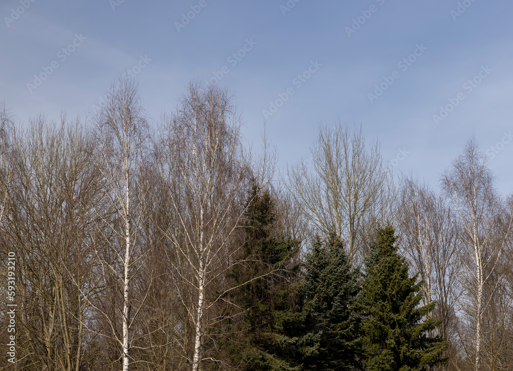 Bare trees in sunny spring weather, bare deciduous trees Bare trees in sunny spring weather, bare deciduous trees