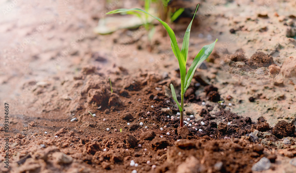 Corn seedlings Corn seedlings