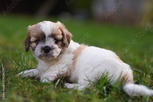 Shichon puppy