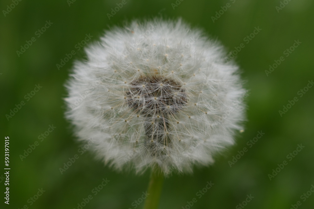 Dandelion on a green background Dandelion on a green background