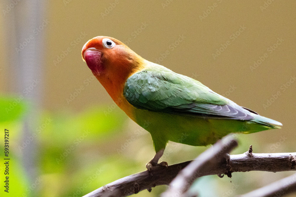farbiger Papagei auf Ast