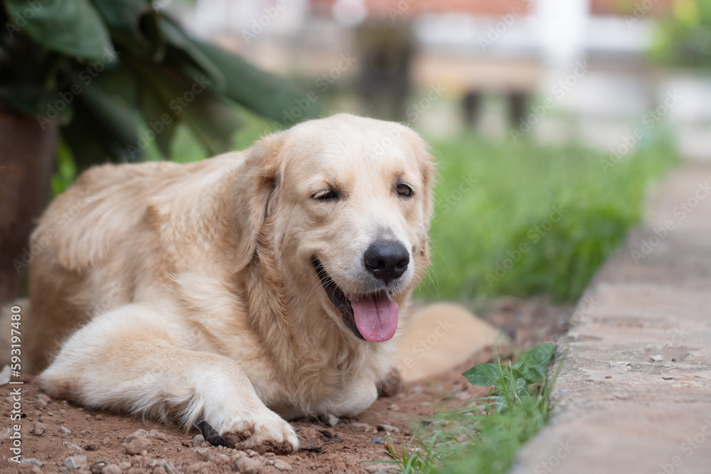 golden retriever dog Smiling in the garden of dirt and grass golden retriever dog Smiling in the garden of dirt and grass