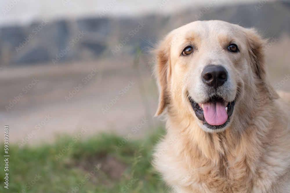 Portrait of a smiling golden retriever dog close up