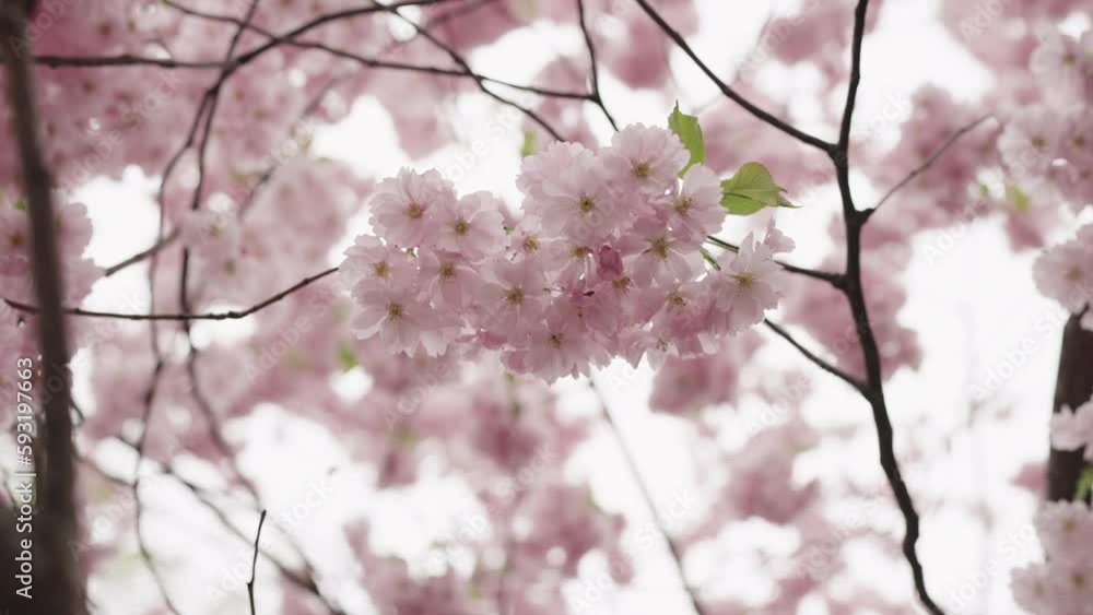 Slow motion handheld shot of cherry blossom Slow motion handheld shot of cherry blossom