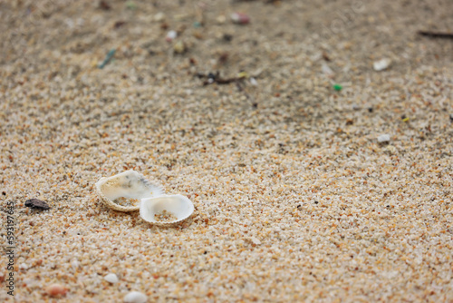 I enjoy the view of seashells on the sand of a beautiful beach.
