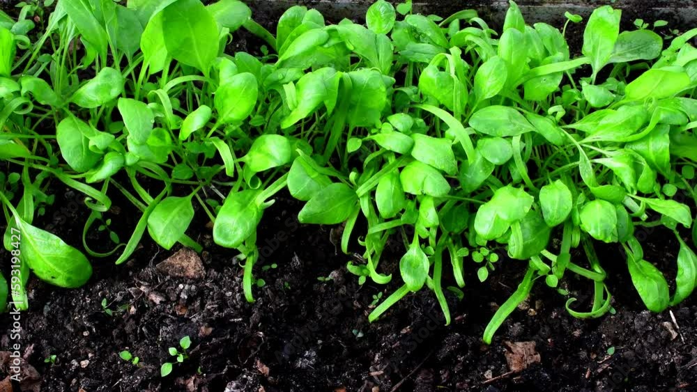 spinach, cultivation in a greenhouse, closeup with camera drive spinach, cultivation in a greenhouse, closeup with camera drive