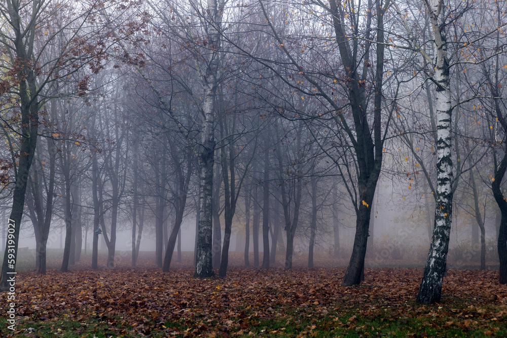 Trees in the park at the end of autumn in cloudy dreary weather