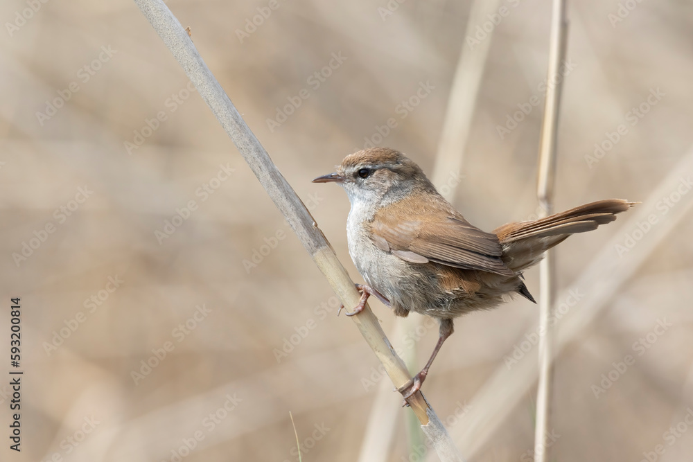 Obraz premium Cetti's warbler (Cettia cetti) is a small, brown bush-warbler.