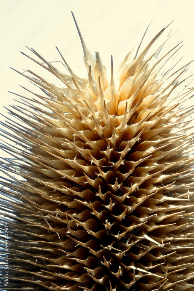 Dipsacus fullonum - dried inflorescence Dipsacus fullonum - dried inflorescence