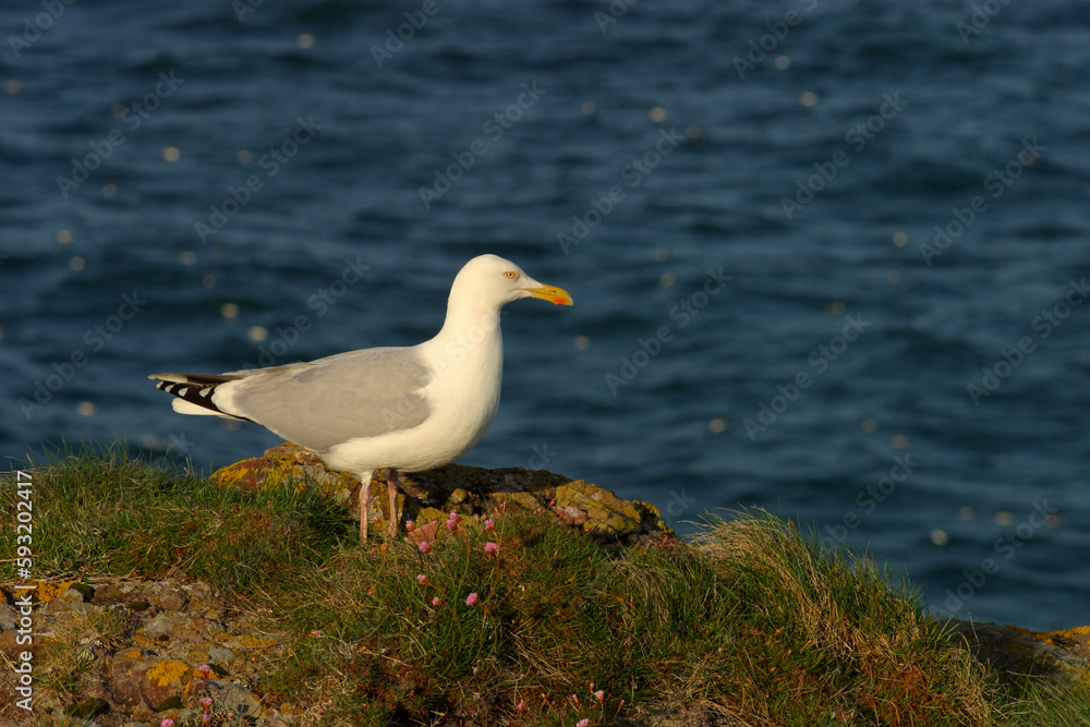 Fototapeta premium Seagull - crawton - Fowlsheugh bird reserve - Aberdeenshire - UK
