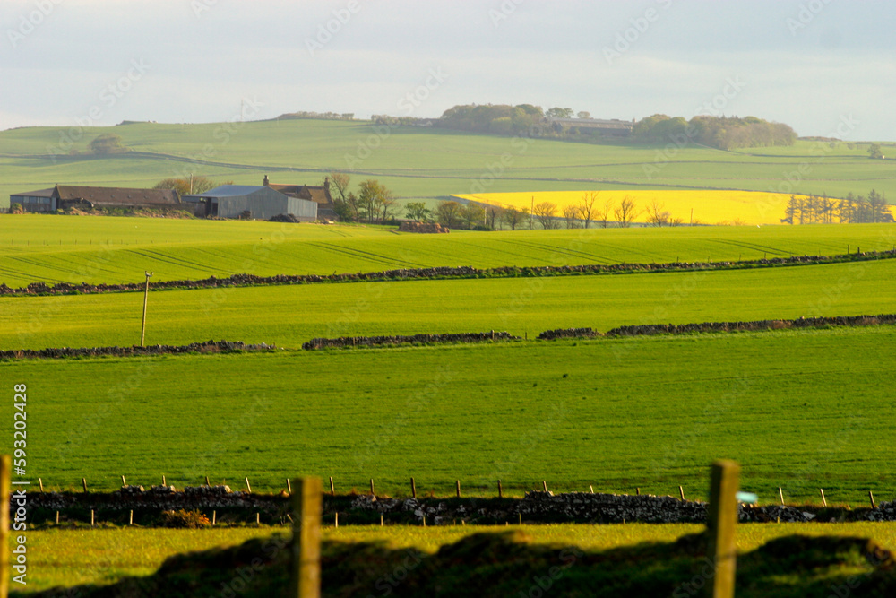 Fototapeta premium Crawton - Fowlsheugh bird reserve - Aberdeenshire - UK