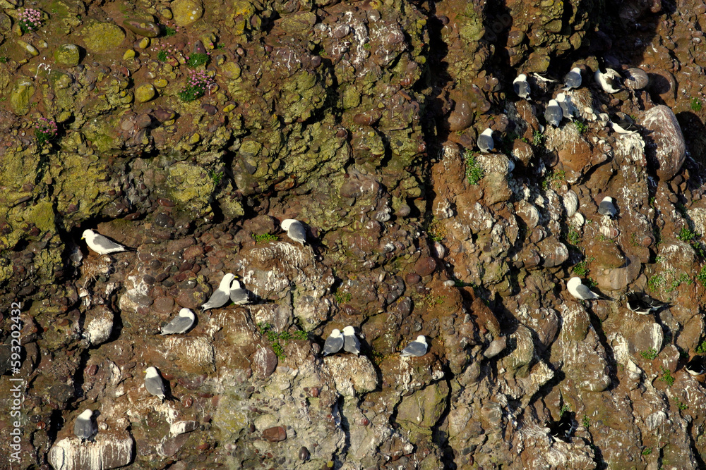 Crawton - Fowlsheugh bird reserve - Aberdeenshire - UK Crawton - Fowlsheugh bird reserve - Aberdeenshire - UK